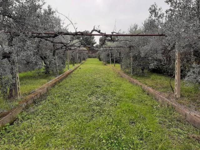 Terreno in vendita a Cecina, Toscana