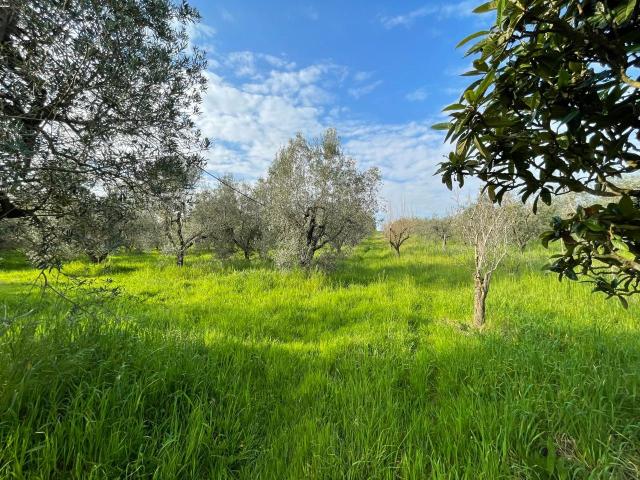 Terreno in vendita a Cecina, Toscana