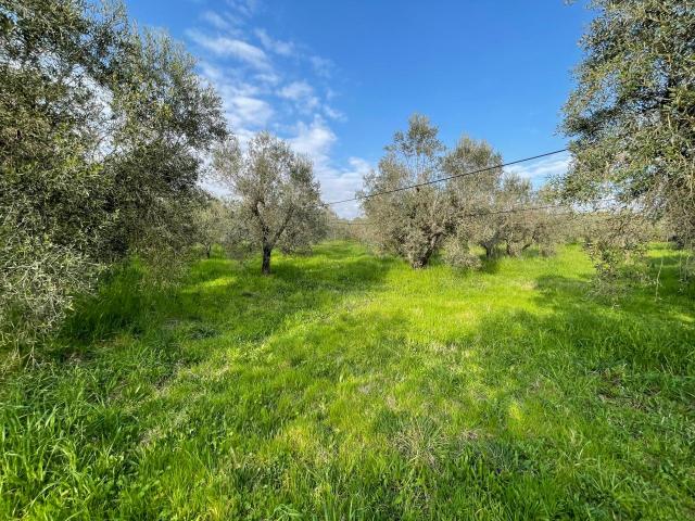 Terreno in vendita a Cecina, Toscana