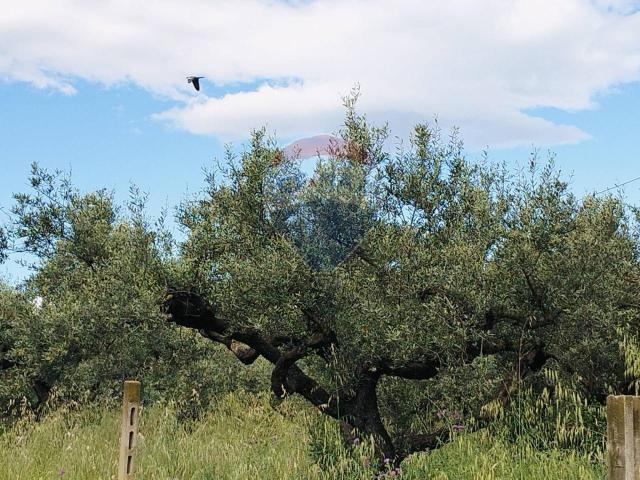 Terreno in vendita a Ripattoni Vecchio, Cepagatti