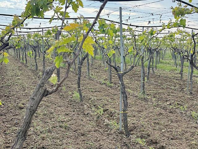 Terreno in vendita a Puglia, Foggia