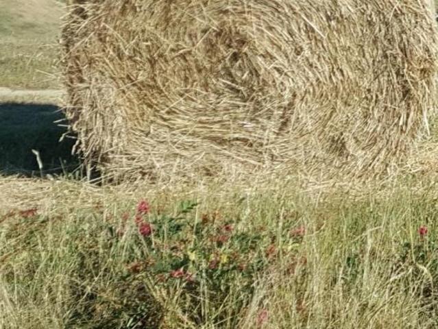 Terreno in vendita a Terricciola, Pisa
