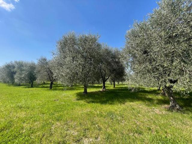 Terreno in vendita a Campiglia dei Foci, Colle Di Val D'elsa