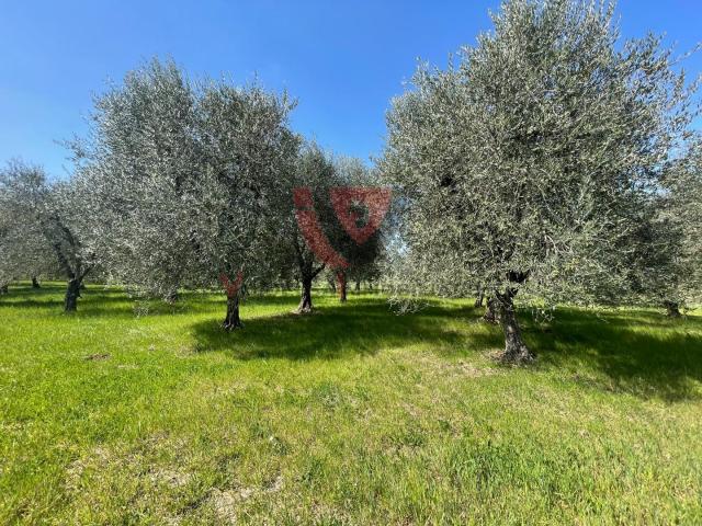 Terreno in vendita a Campiglia dei Foci, Colle Di Val D'elsa