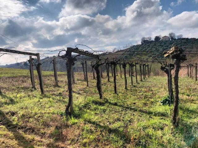 Terreno in vendita a Collecorvino, Abruzzo