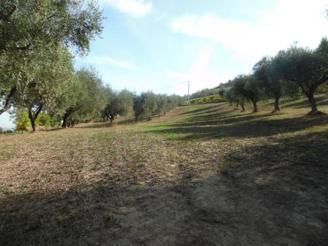 Terreno in vendita a San Venanzo I, Controguerra