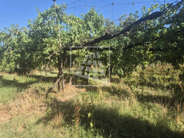 Terreno in vendita a Pianura Reggiana, Re