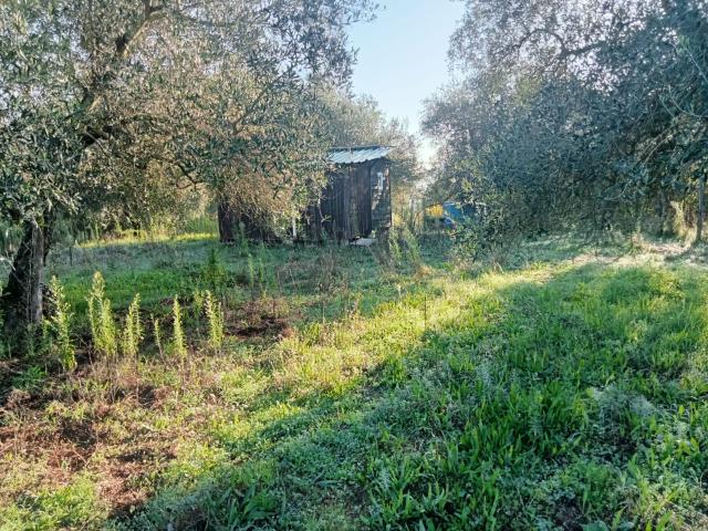 Terreno in vendita a Faleria, Lazio