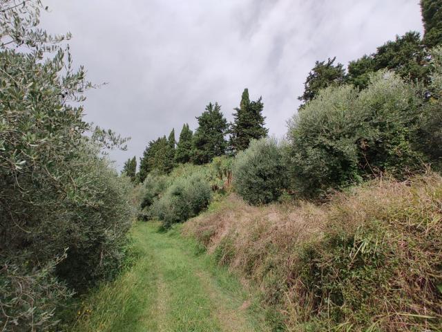 Terreno in vendita a Fauglia, Toscana
