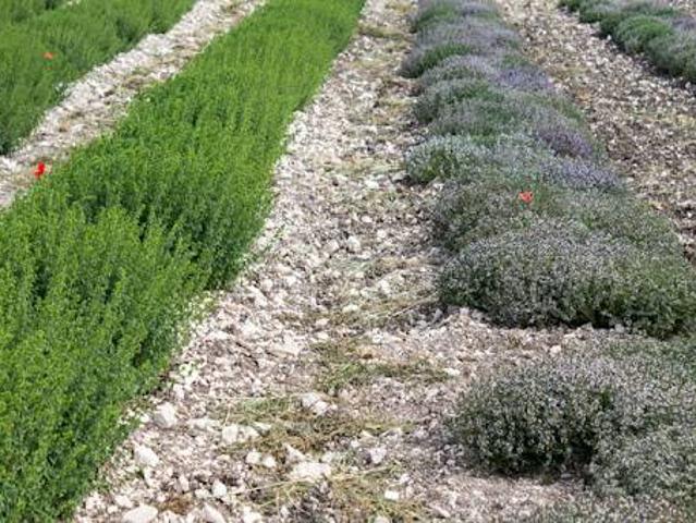 Terreno in vendita a Marche, Fermo