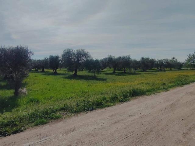 Terreno in vendita a Arpinova, Foggia