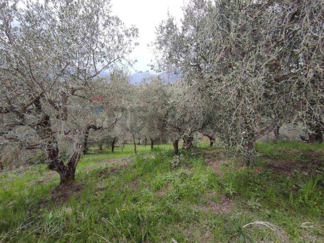 Terreno in vendita a Foglianise, Campania