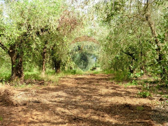 Terreno in vendita a Follonica, Toscana