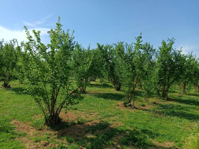 Terreno in vendita a Gallese, Lazio