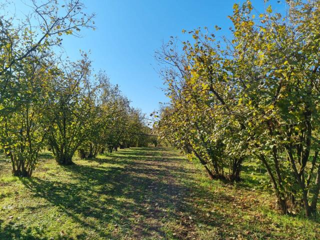 Terreno in vendita a Gallese, Lazio