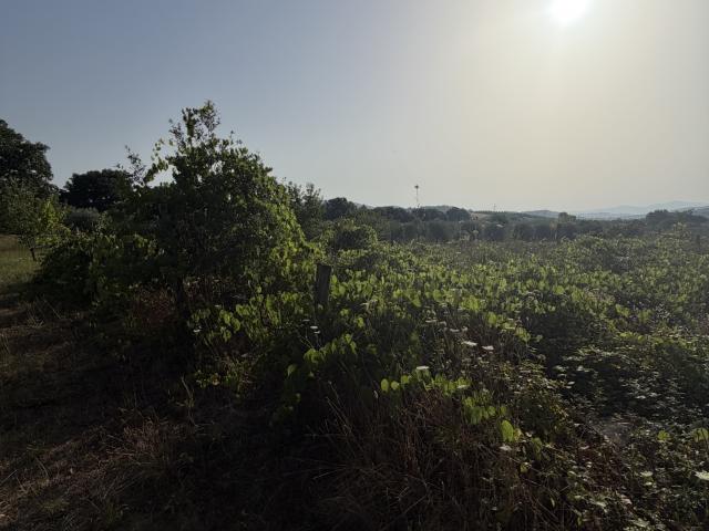 Terreno in vendita a Bivio Di Ravi, Toscana