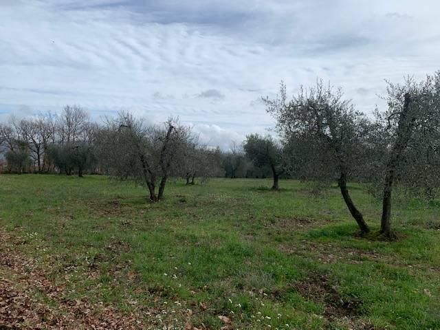 Terreno in vendita a Graffignano, Lazio