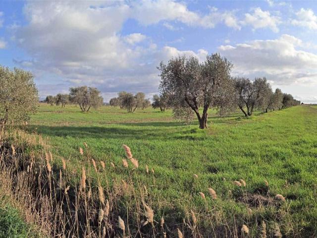 Terreno in vendita a Monte Argentario, Toscana
