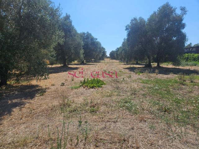 Terreno in vendita a Rugginosa, Monte Argentario