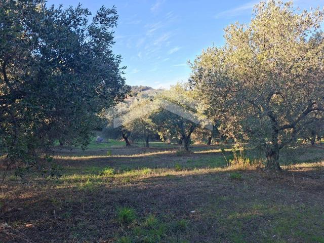 Terreno in vendita a Guardialfiera, Molise