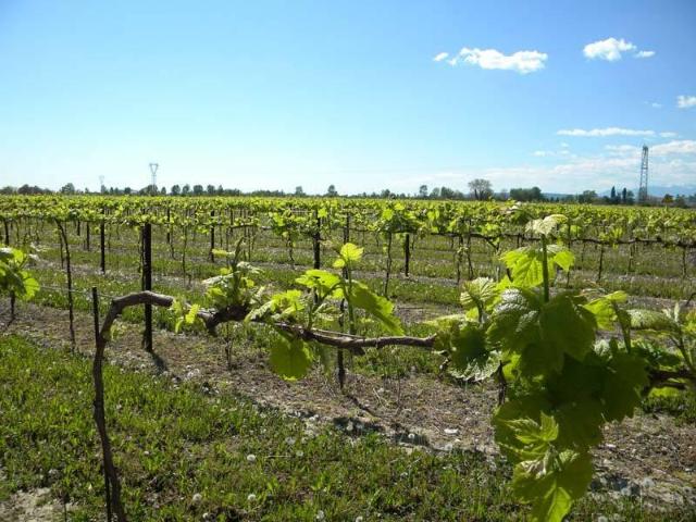 Terreno in vendita a Nuovo Circondario Imolese, Imola