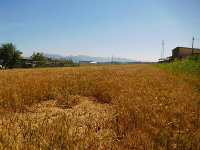 Terreno in vendita a Pisa, Toscana