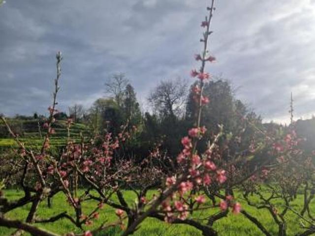 Terreno in vendita a Casciana Terme Lari, Lari