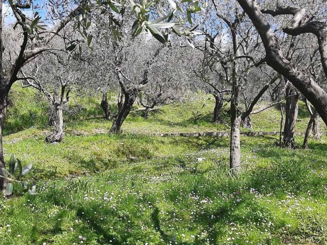 Terreno in vendita a Luni, Liguria