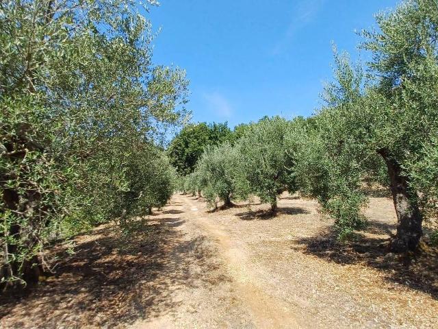 Terreno in vendita a Maenza, Lazio