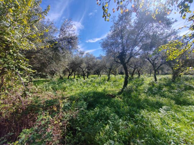 Terreno in vendita a Maenza, Lazio