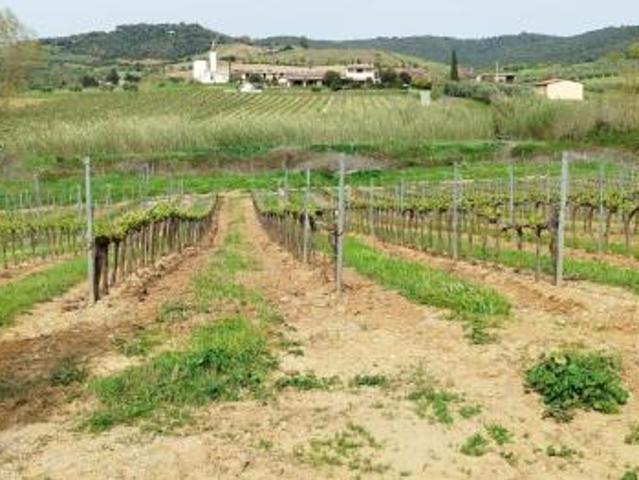 Terreno in vendita a Magliano In Toscana, Toscana