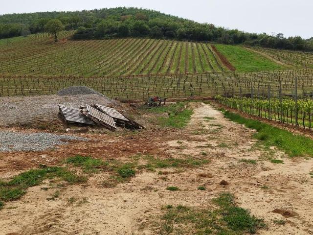 Terreno in vendita a Magliano In Toscana, Toscana