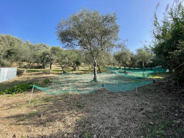 Terreno in vendita a Calabria, Cosenza