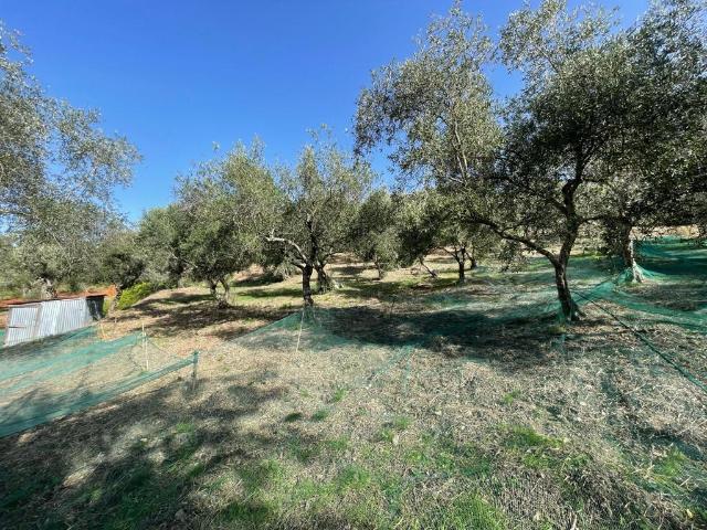 Terreno in vendita a Calabria, Cosenza