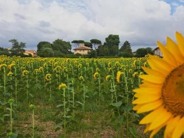 Terreno in vendita a Cascina, Toscana