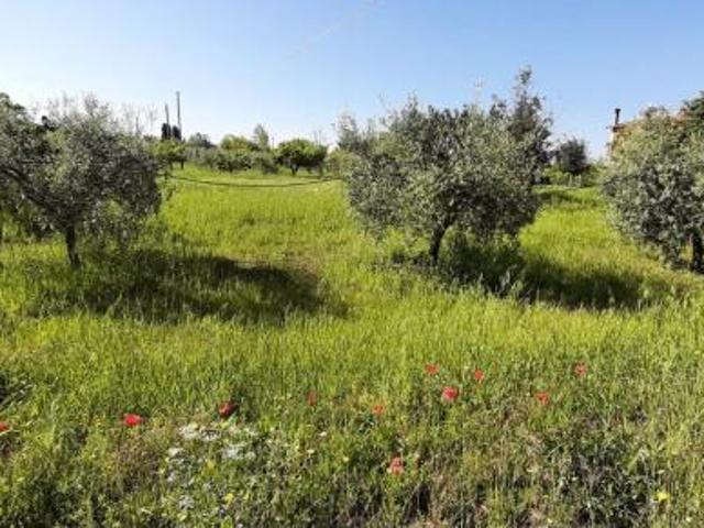 Terreno in vendita a Bibbona, Livorno