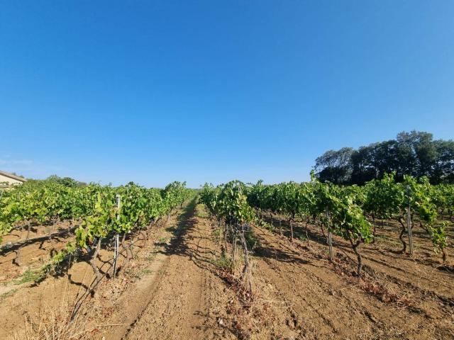 Terreno in vendita a Masainas, Sardigna/Sardegna