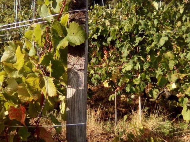 Terreno in vendita a Candia, Marina Di Massa