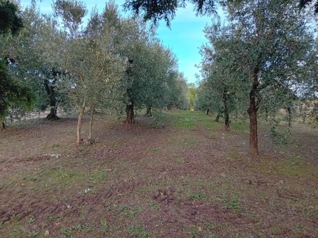 Terreno in vendita a Massa Marittima, Grosseto