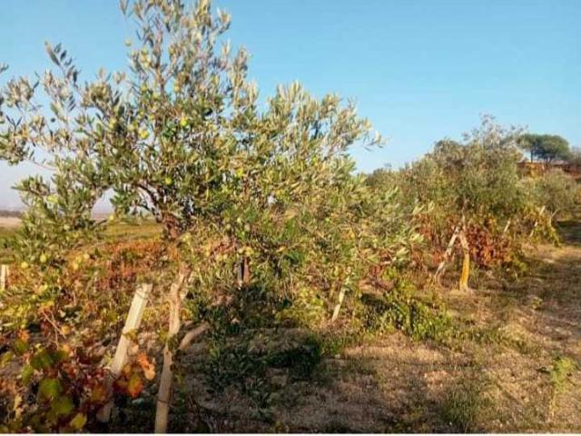 Terreno in vendita a Contrada Santa Maria, Mazara Del Vallo