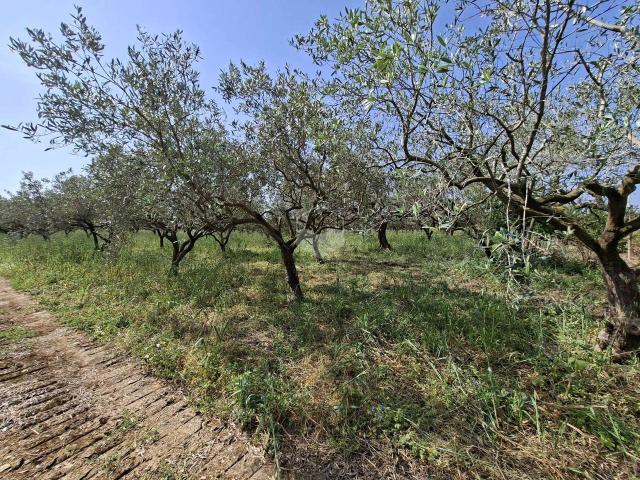 Terreno in vendita a Contrada Serroni, Mazara Del Vallo