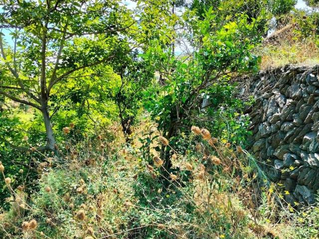 Terreno in vendita a Briga Marina, Messina
