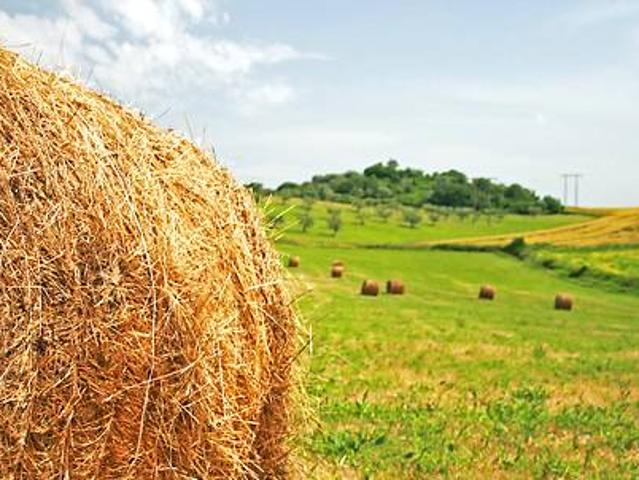 Terreno in vendita a Mombaroccio, Pesaro e Urbino