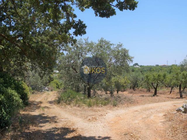 Terreno in vendita a Puglia, Bari