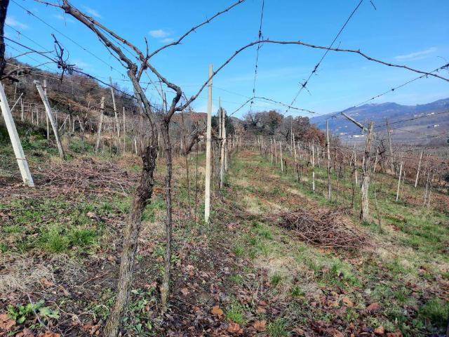 Terreno in vendita a Monteforte D'alpone, Veneto