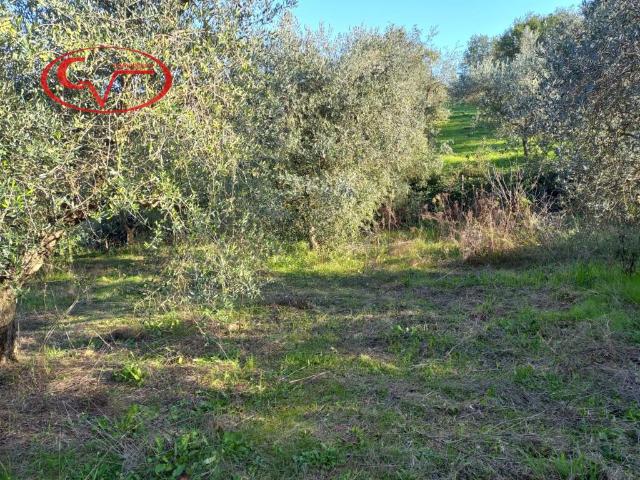 Terreno in vendita a Montevarchi, Toscana