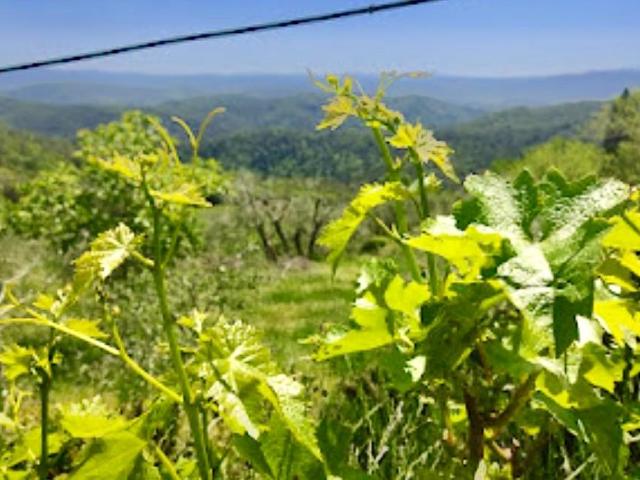 Terreno in vendita a Murlo, Toscana