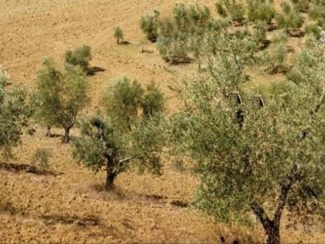Terreno in vendita a Murlo, Toscana