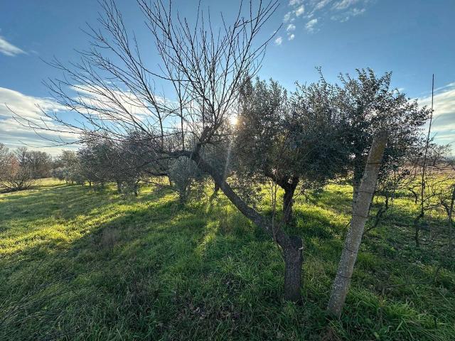 Terreno in vendita a Nepi, Lazio