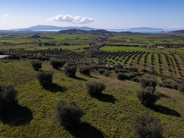 Terreno in vendita a Magliano In Toscana, Toscana